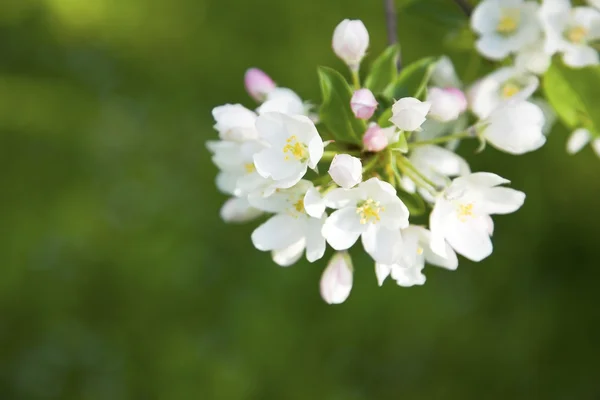 Äppelträd blomma — Stockfoto