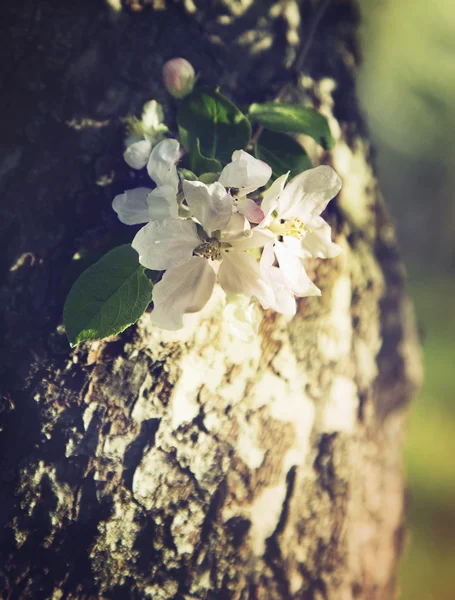 Modrý jarní květ. — Stock fotografie