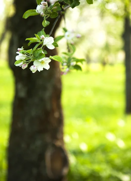 Jablečný květ. — Stock fotografie
