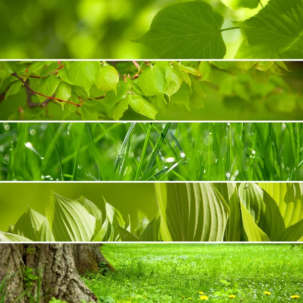 Collage nature green background. — Stock Photo, Image