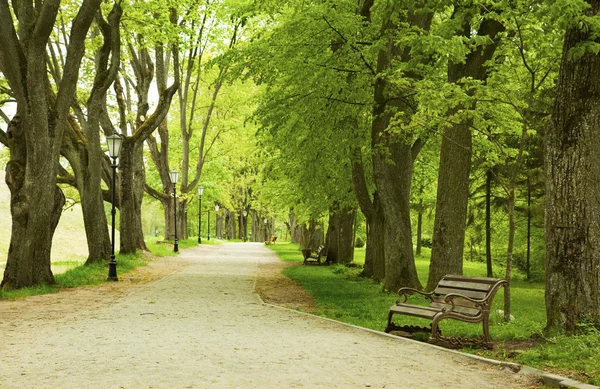 stock image Bench in the spring park