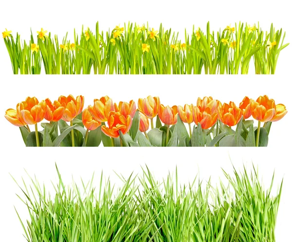 Flowers and Grass — Stock Photo, Image