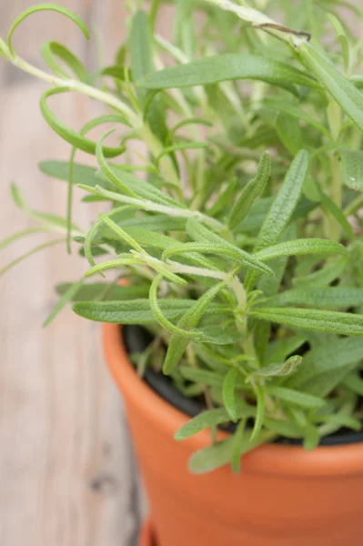 Potted Rosemary — Stock Photo, Image