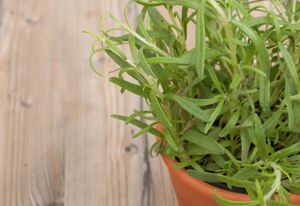 Potted Rosemary — Stock Photo, Image