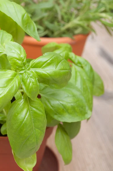 Potted Herbs - Basil and Rosemary — Stock Photo, Image