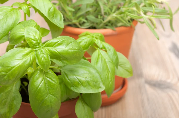 Potted Herbs - Basil and Rosemary — Stock Photo, Image