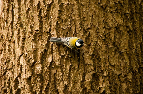 Great tit on a branch — Stock Photo, Image