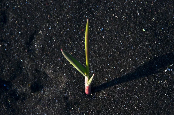 Φυτό στην άμμο — Φωτογραφία Αρχείου