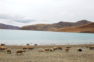 Landscape in Tibet clipart