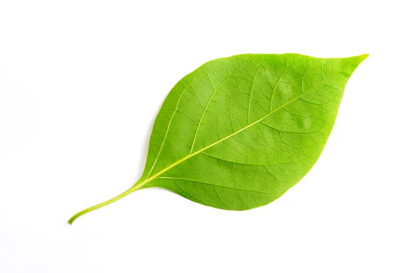 stock image Green leaf of bougainvillea spectabilis wind