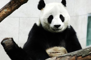 Giant panda clipart