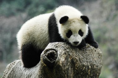 Panda cub clipart
