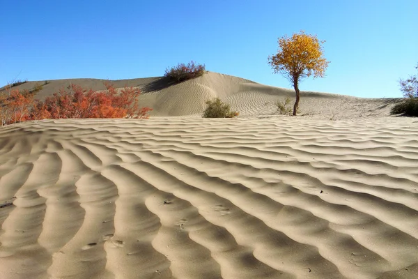 Пейзаж пустыни — стоковое фото