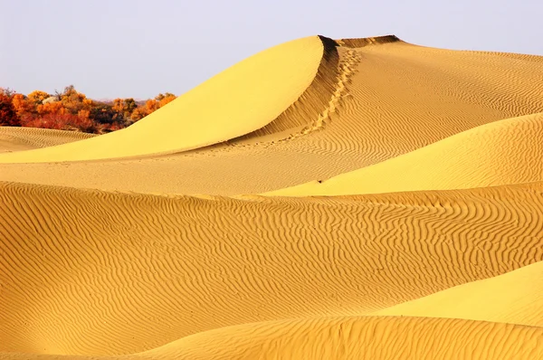 Paesaggio del deserto dorato — Foto Stock