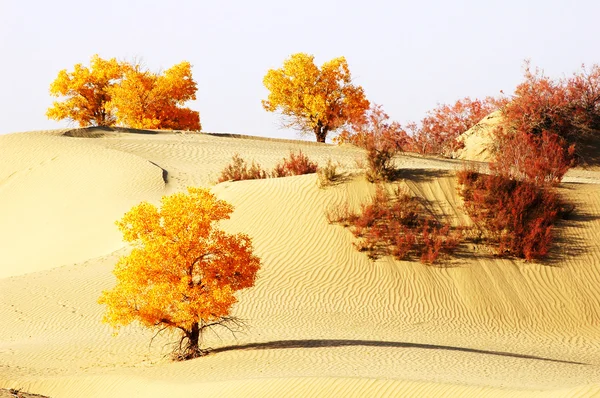 Paesaggio del deserto — Foto Stock