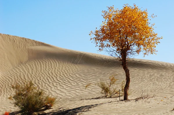 Краєвид пустелі — стокове фото