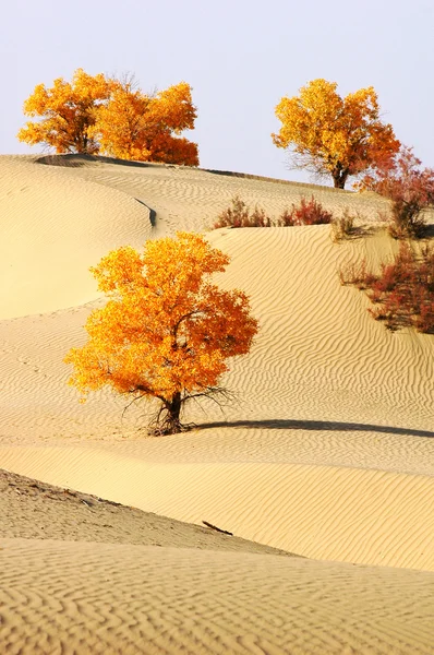 Paesaggio del deserto — Foto Stock