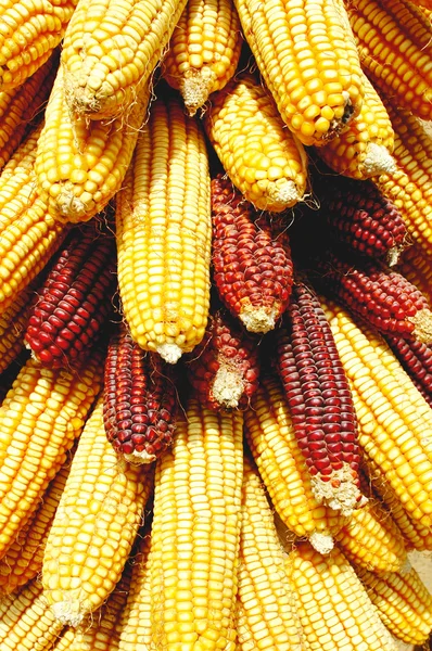 Кукурузные початки — стоковое фото
