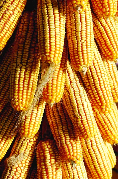 Pile of corn cobs — Stock Photo, Image