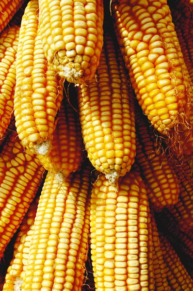 Mucchio di pannocchie di mais — Foto Stock