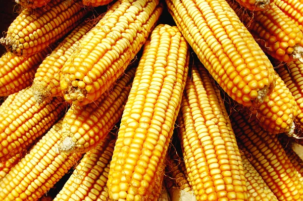 Купа кукурудзяних качанів — стокове фото