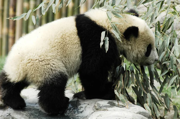 Panda cub — стоковое фото