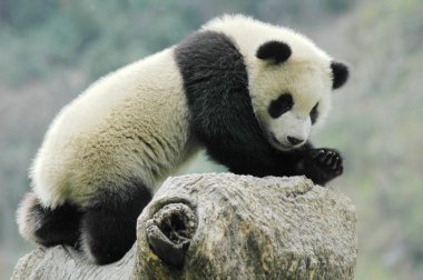 panda yavrusu