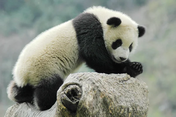 Panda cub — Stock fotografie