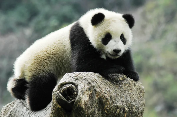 Cachorro de panda — Foto de Stock