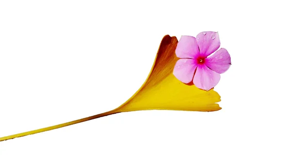 Altın yaprak ve mor çiçek — Stok fotoğraf