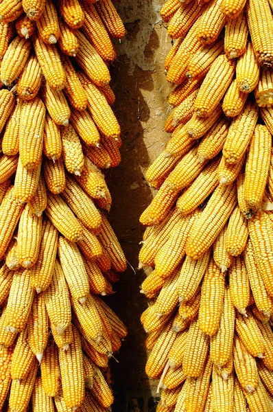 Tumpukan jagung tongkol — Stok Foto