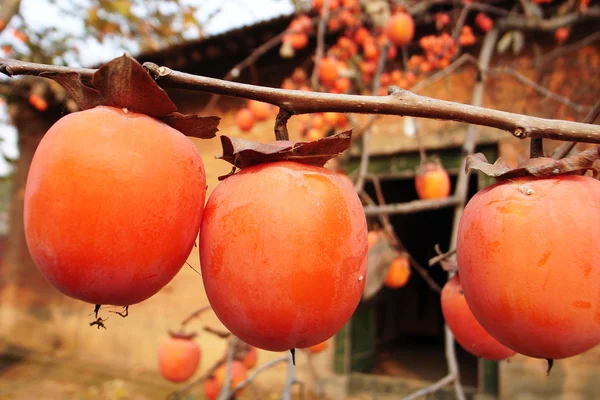 Persimmon fruits on the branches — Stock Photo, Image