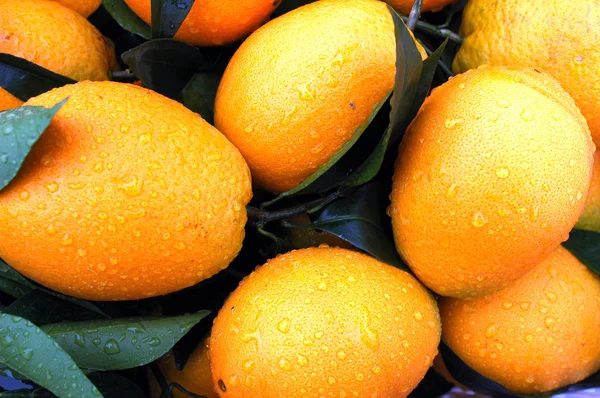 Frutos de laranja frescos — Fotografia de Stock