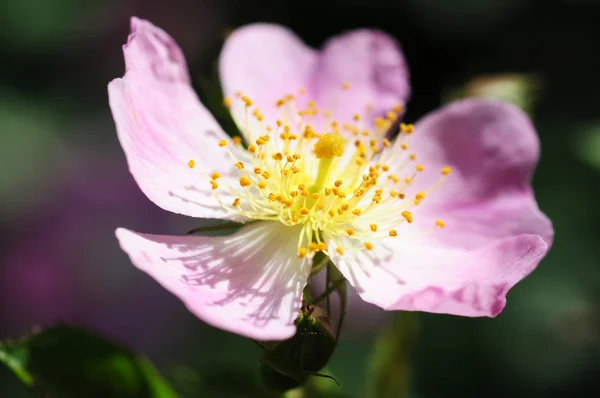 Wilde rosa Blume — Stockfoto