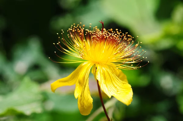 Vilda gul blomma — Stockfoto