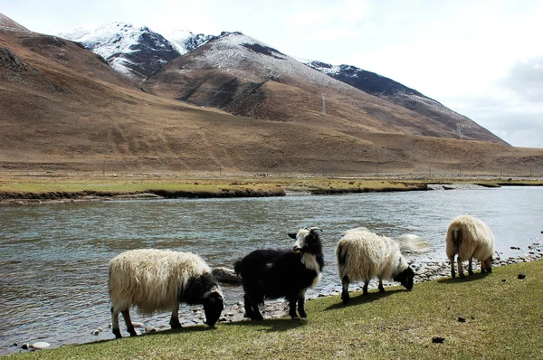 Paysage dans les hautes terres du Tibet — Photo