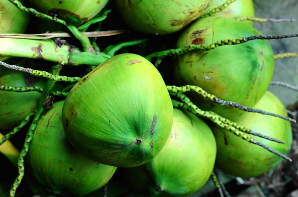 新鲜椰子水果 — 图库照片