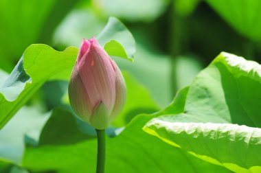 Lotus bud gölet