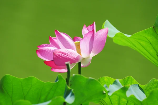Lotusbloem bloeiend in vijver — Stockfoto