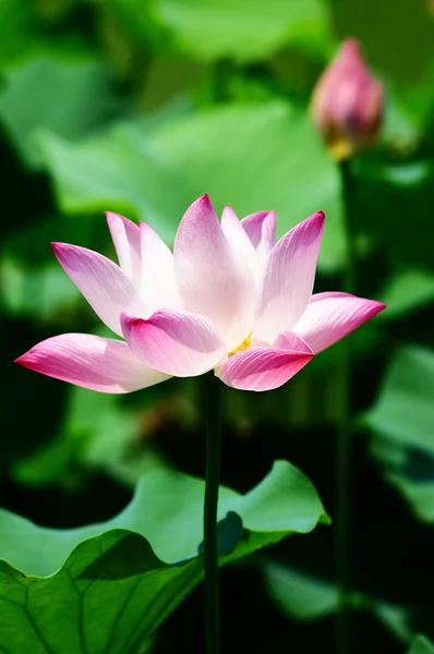 Lotosový květ kvetoucí v rybníku — Stock fotografie