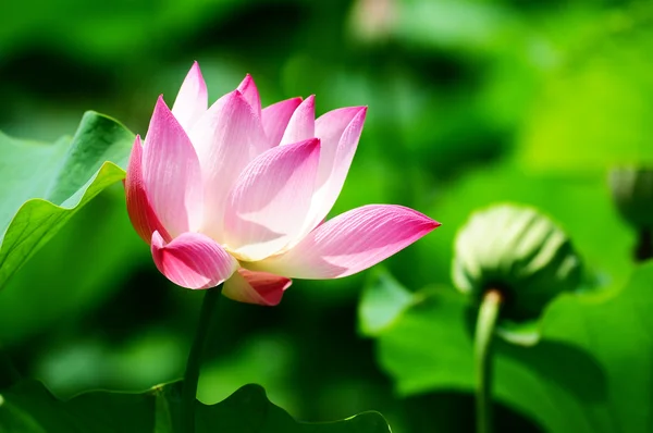 Lotus flower blooming in pond — Stock Photo, Image