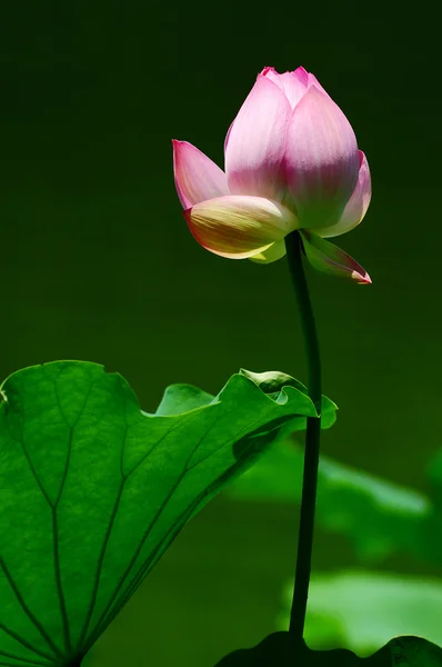 Kwiat lotosu kwitnący w stawie — Zdjęcie stockowe