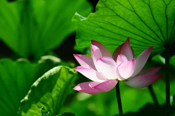 Flor de loto floreciendo en estanque — Foto de Stock