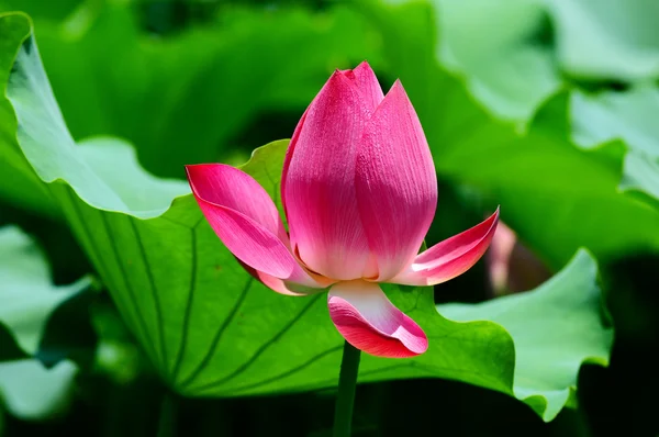 Квітка лотоса, що цвіте в ставку — стокове фото