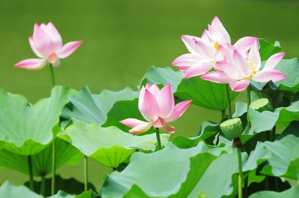 stock image Lotus flowers blooming in pond