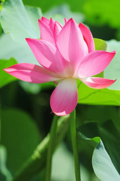 池に蓮の花が咲く — ストック写真