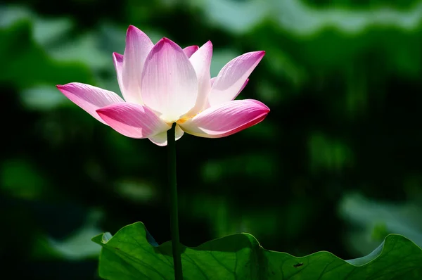 Lotusblomma blommar i damm — Stockfoto