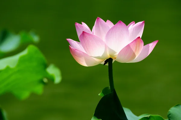 Flor de lótus florescendo na lagoa — Fotografia de Stock
