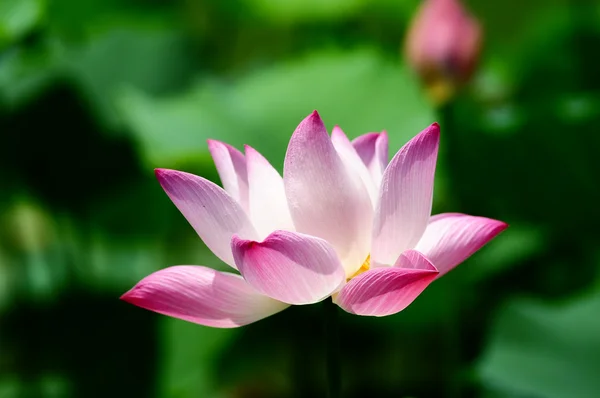 Lotusblomma blommar i damm — Stockfoto