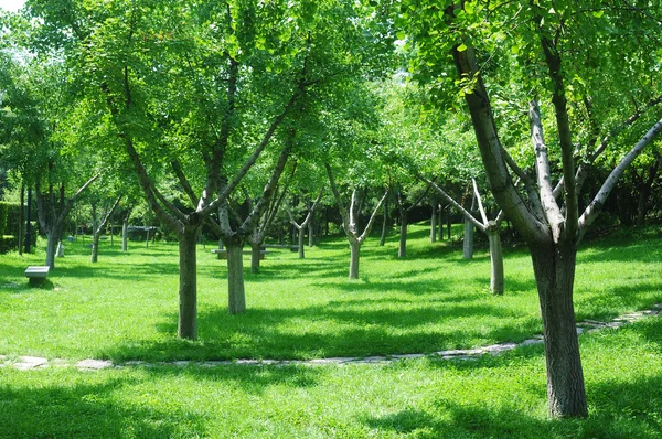 stock image Green woods in the sunlight